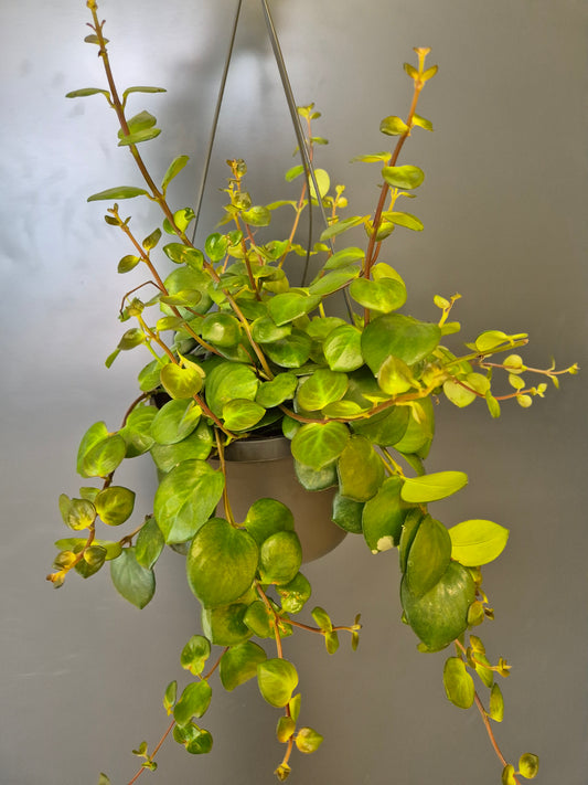 Trailing Jade Plant - Peperomia rotundifolia | Houseplant