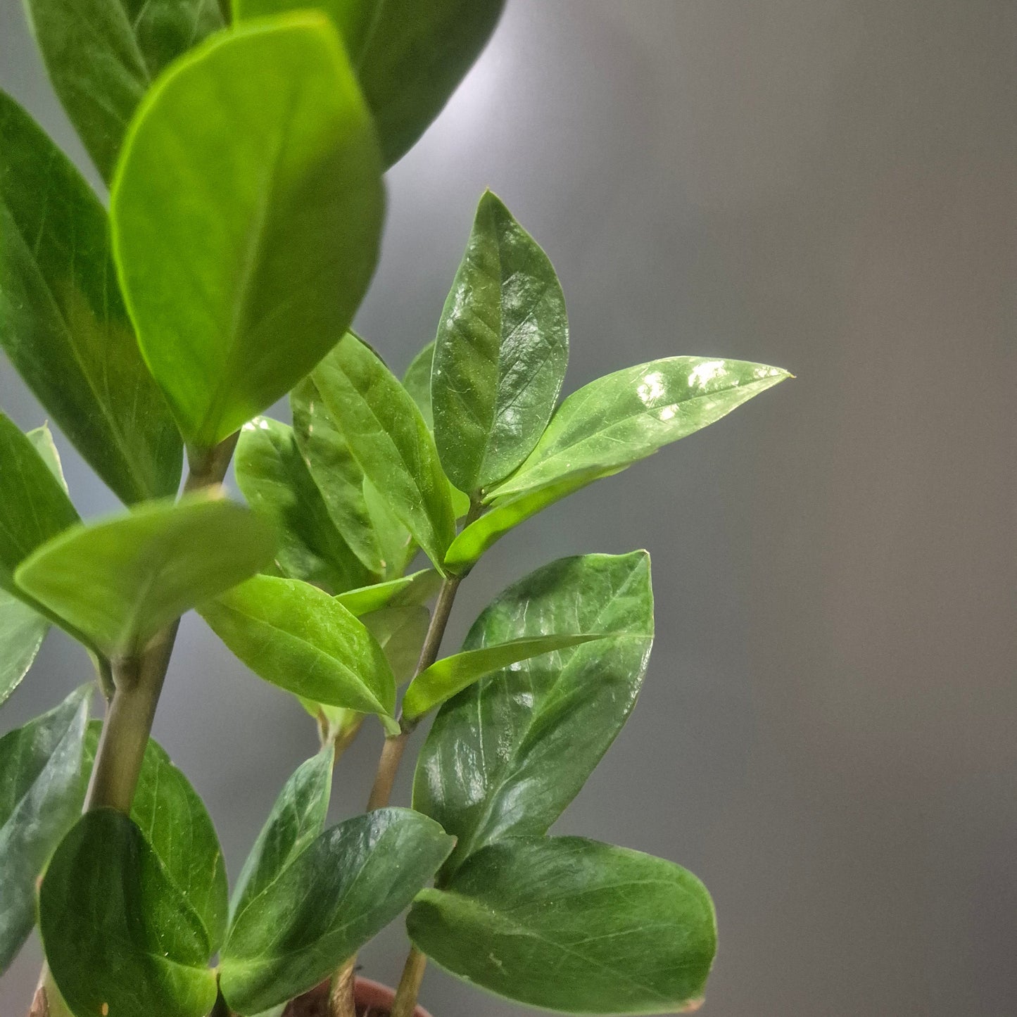 Zamio Zamifolia - ZZ Plant - 12cm | Houseplant