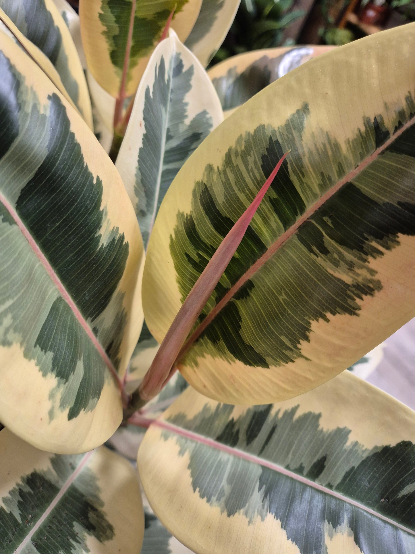 Ficus Tineke - Rubber Plant | Houseplant