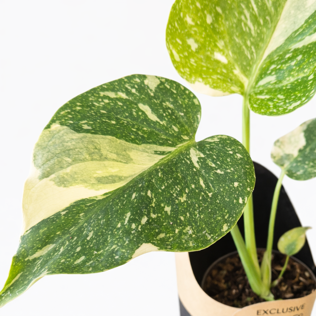 Monstera Thai Constellation - 10cm | Houseplant