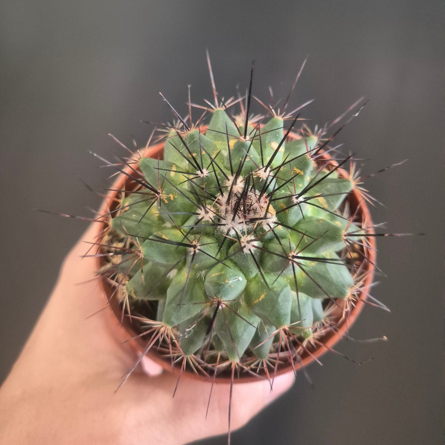 Mammillaria papasquiarensis - Globe Cactus - 8.5cm | Houseplant
