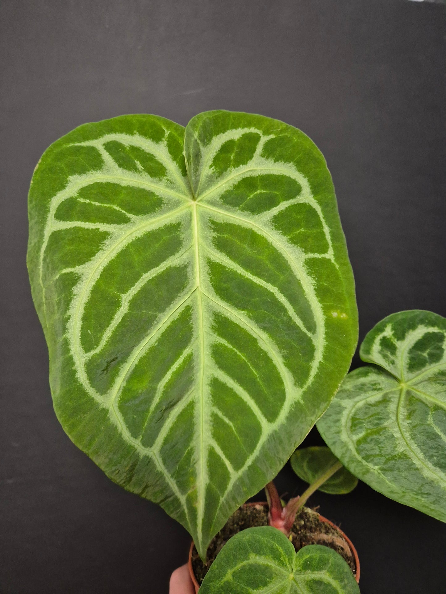 Anthurium Clarinervium | Houseplant