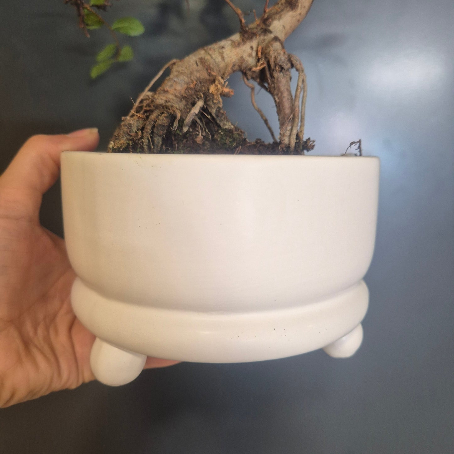 A hand holding a white ceramic bonsai pot with a thick, gnarled tree trunk and small green leaves against a dark gray background.
