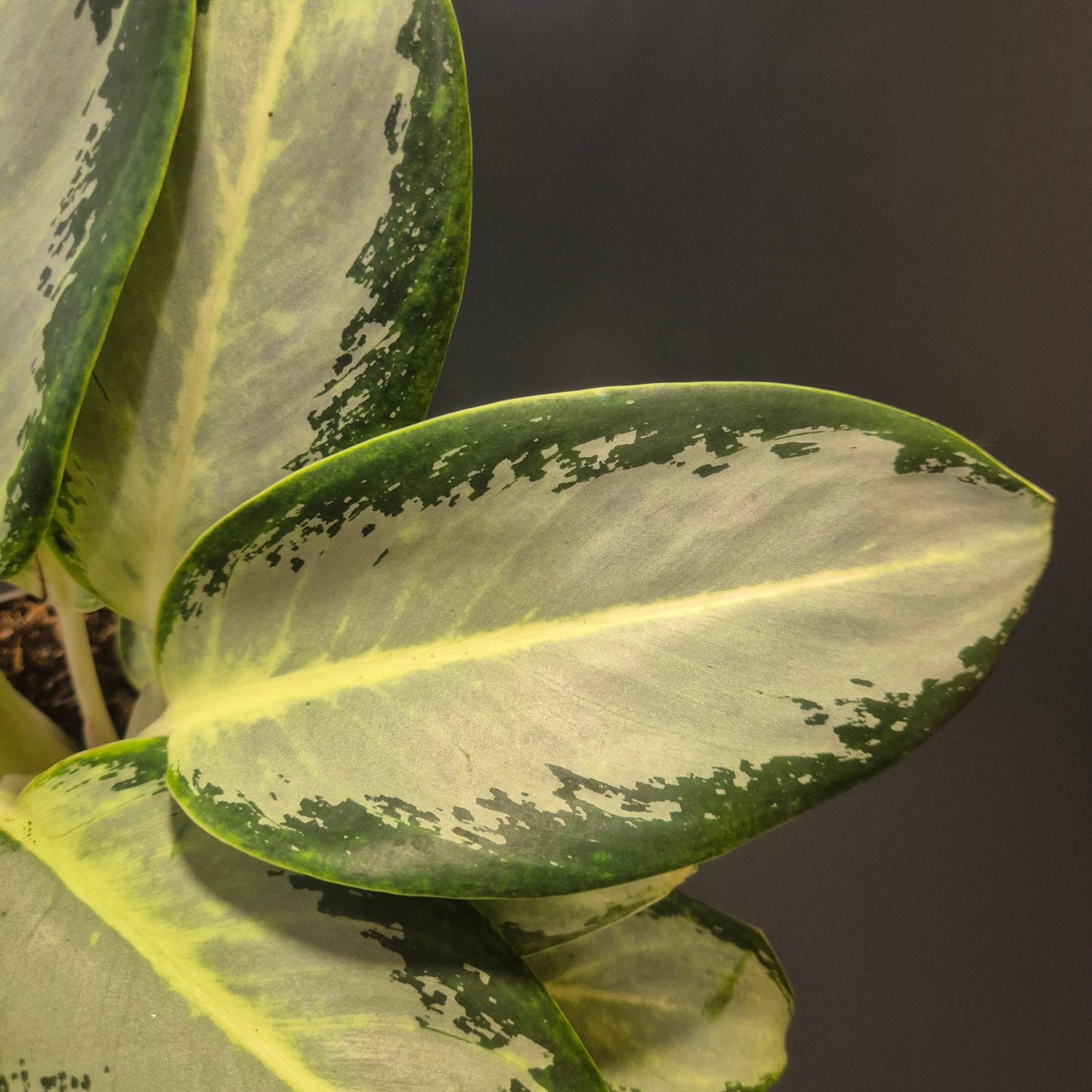 Aglaonema Silver Blue - Chinese Evergreen - 12cm | Houseplant