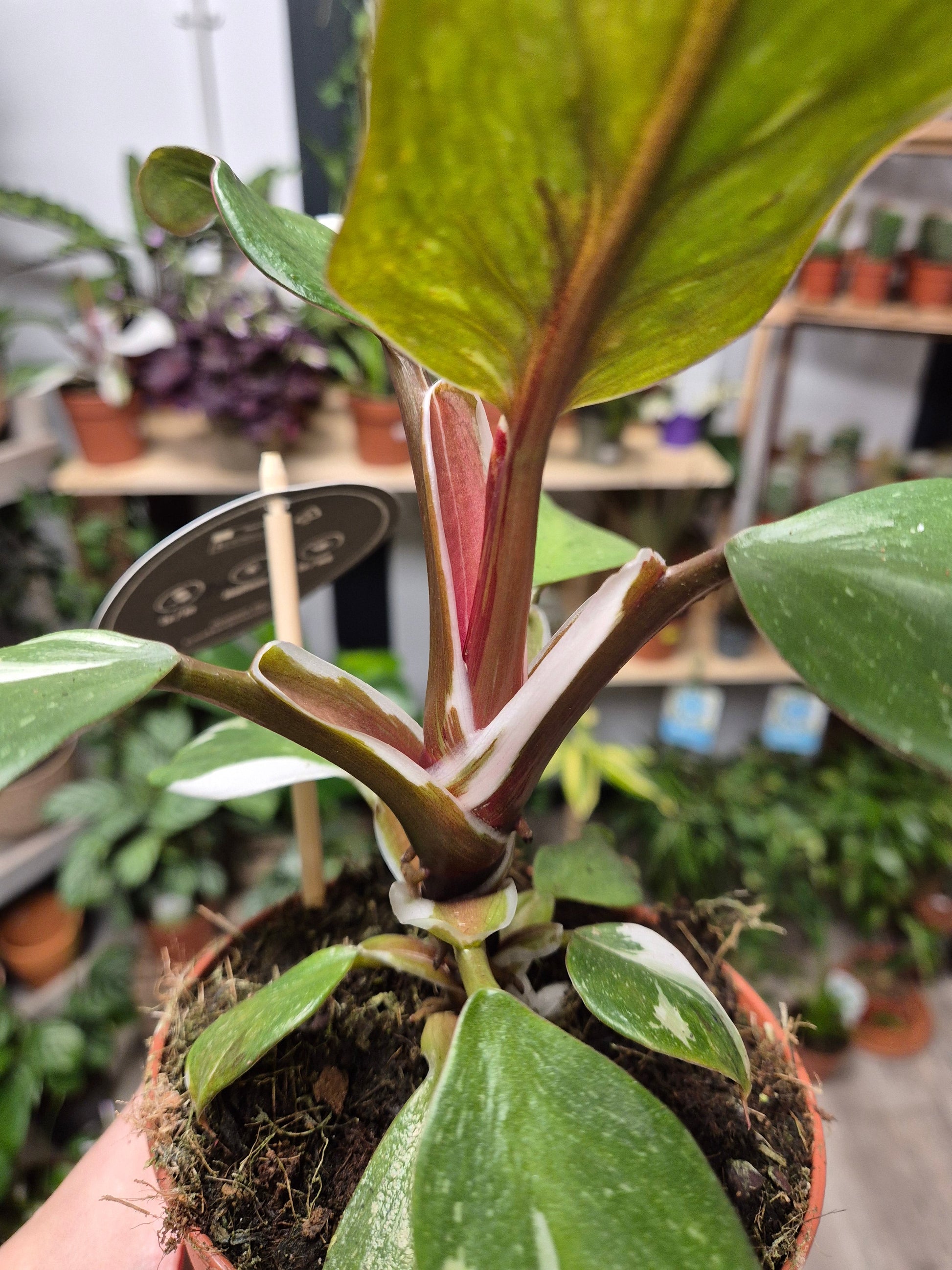 Philodendron White Knight | Houseplant Plant Paradise By Gemma