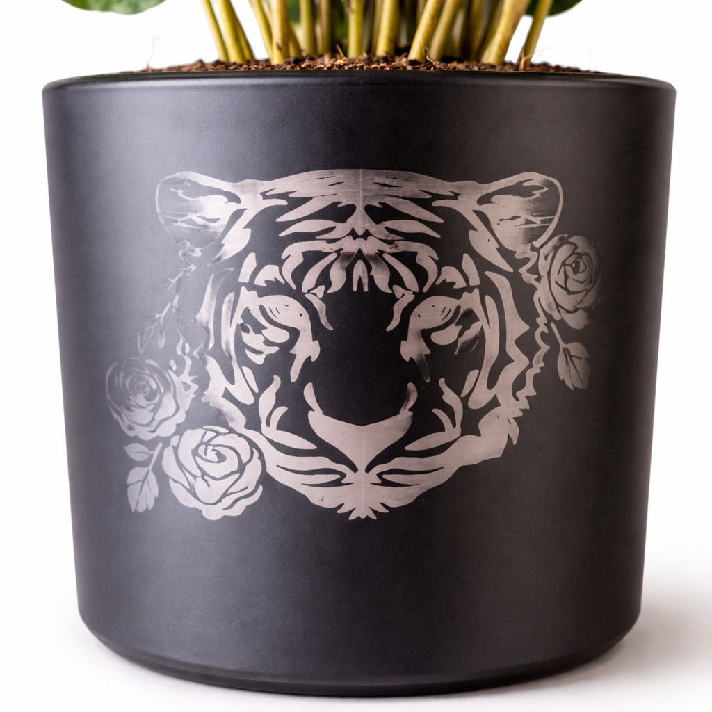 Arabica Coffee Plant and Pot - 9.5cm | Houseplant