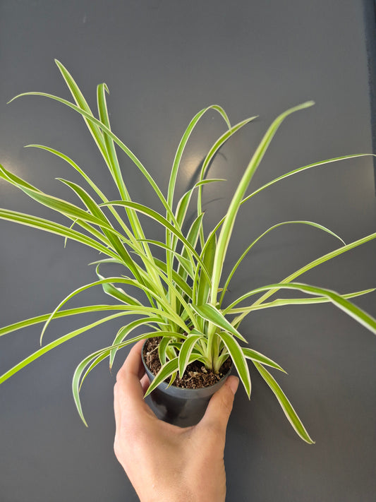 Chlorophytum | Spider Plant | Mini Houseplant Plant Paradise By Gemma