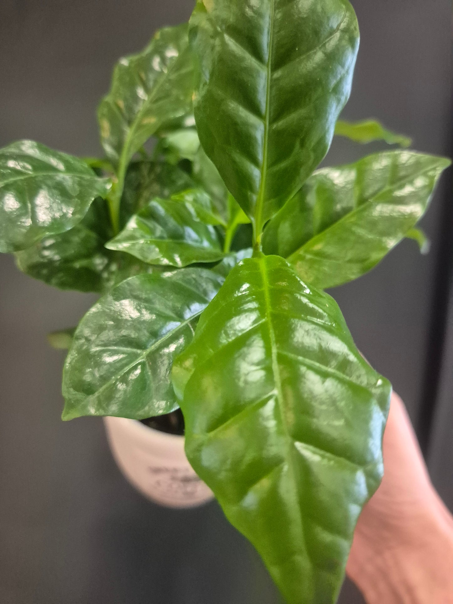 Arabica Coffee Plant and Mug - 9cm | Houseplant