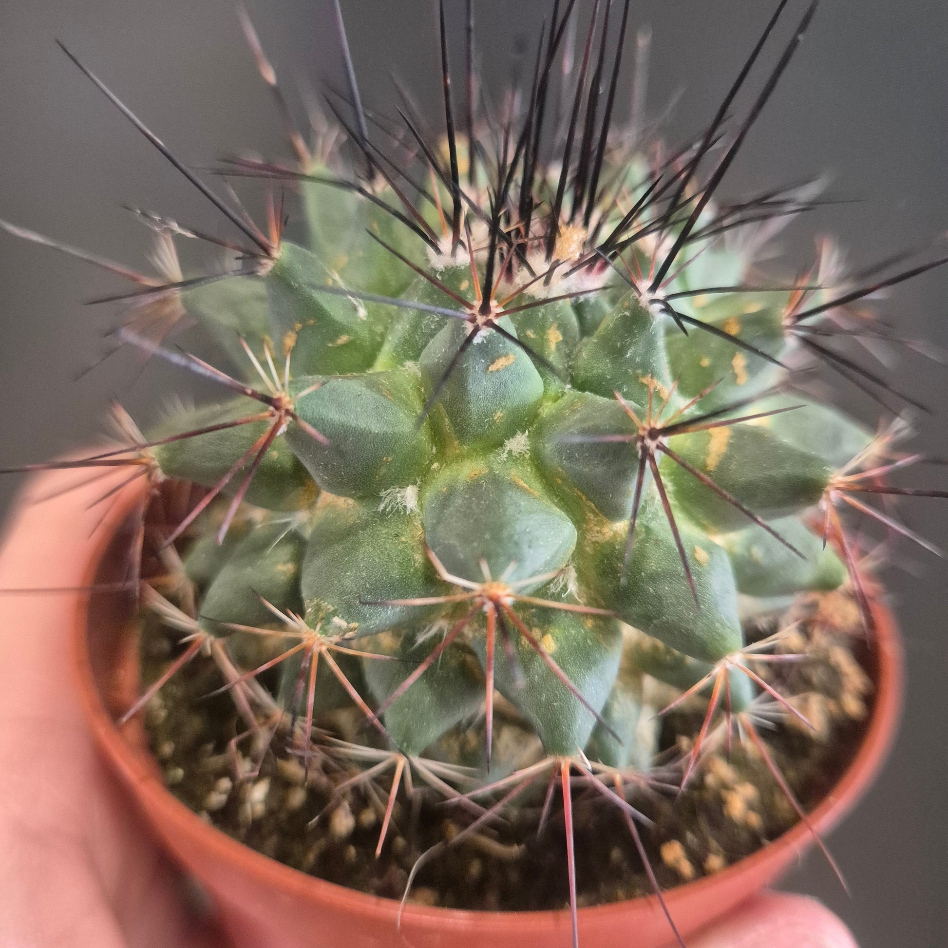 Small cactus plant in a pot held by a hand against a blurred background