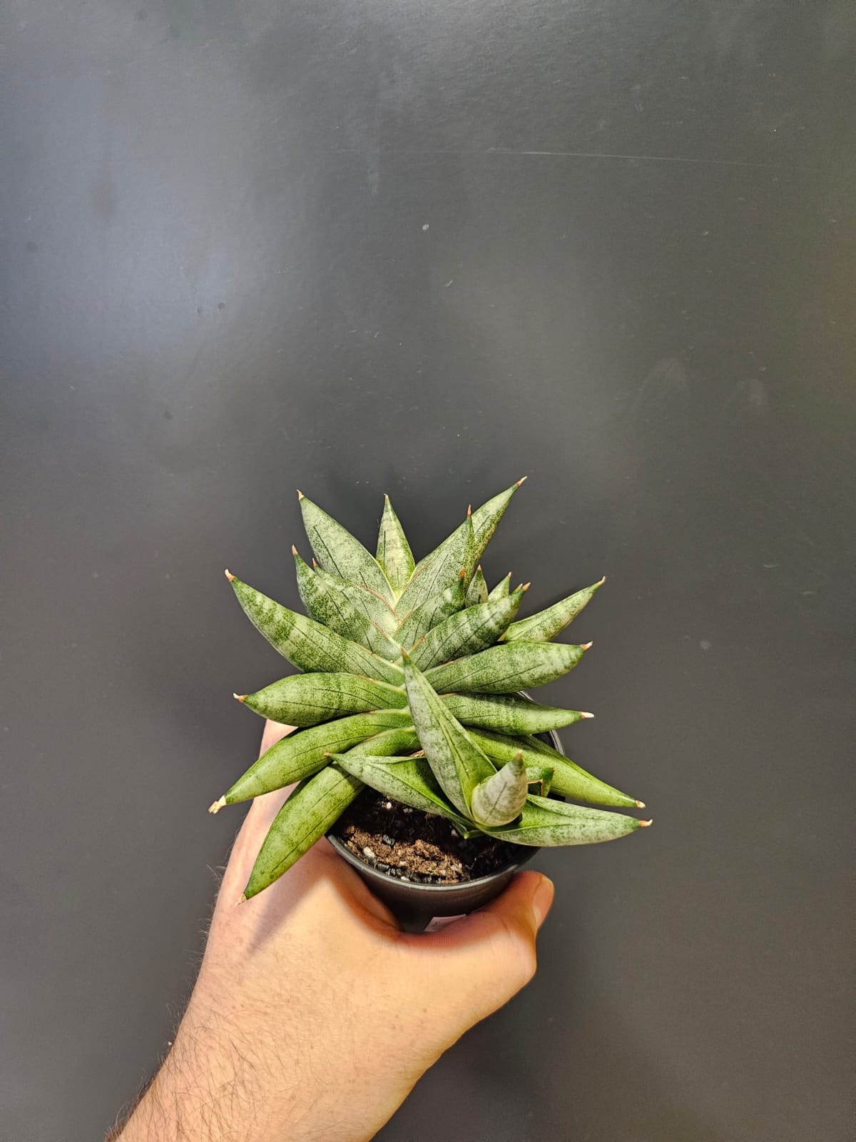 Sansevieria Mix Varieties | Houseplant Plant Paradise By Gemma