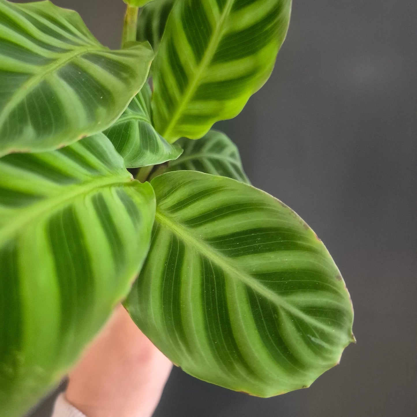 Calathea Zebrina - Prayer Plant - 7cm | Houseplant