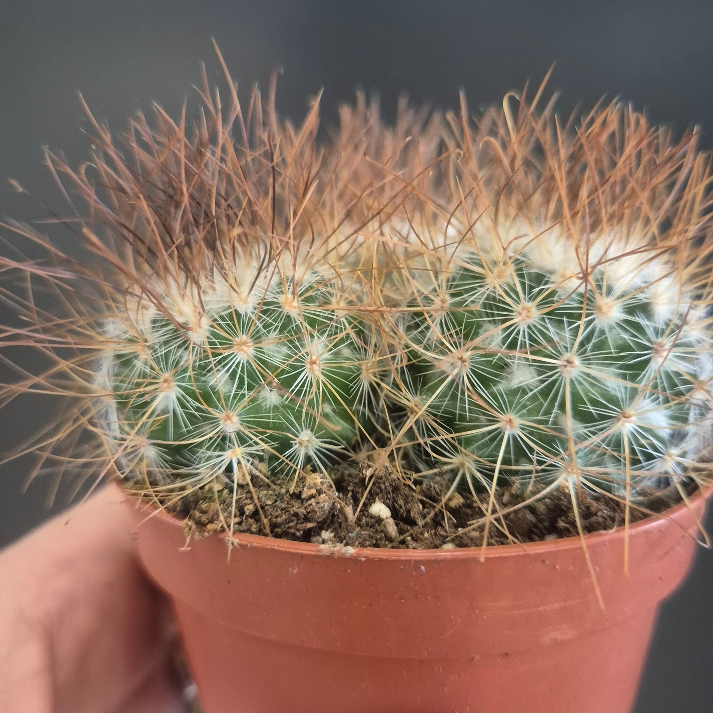 Mammillaria bombycina - Silken Pincushion - 8.5cm | Houseplant