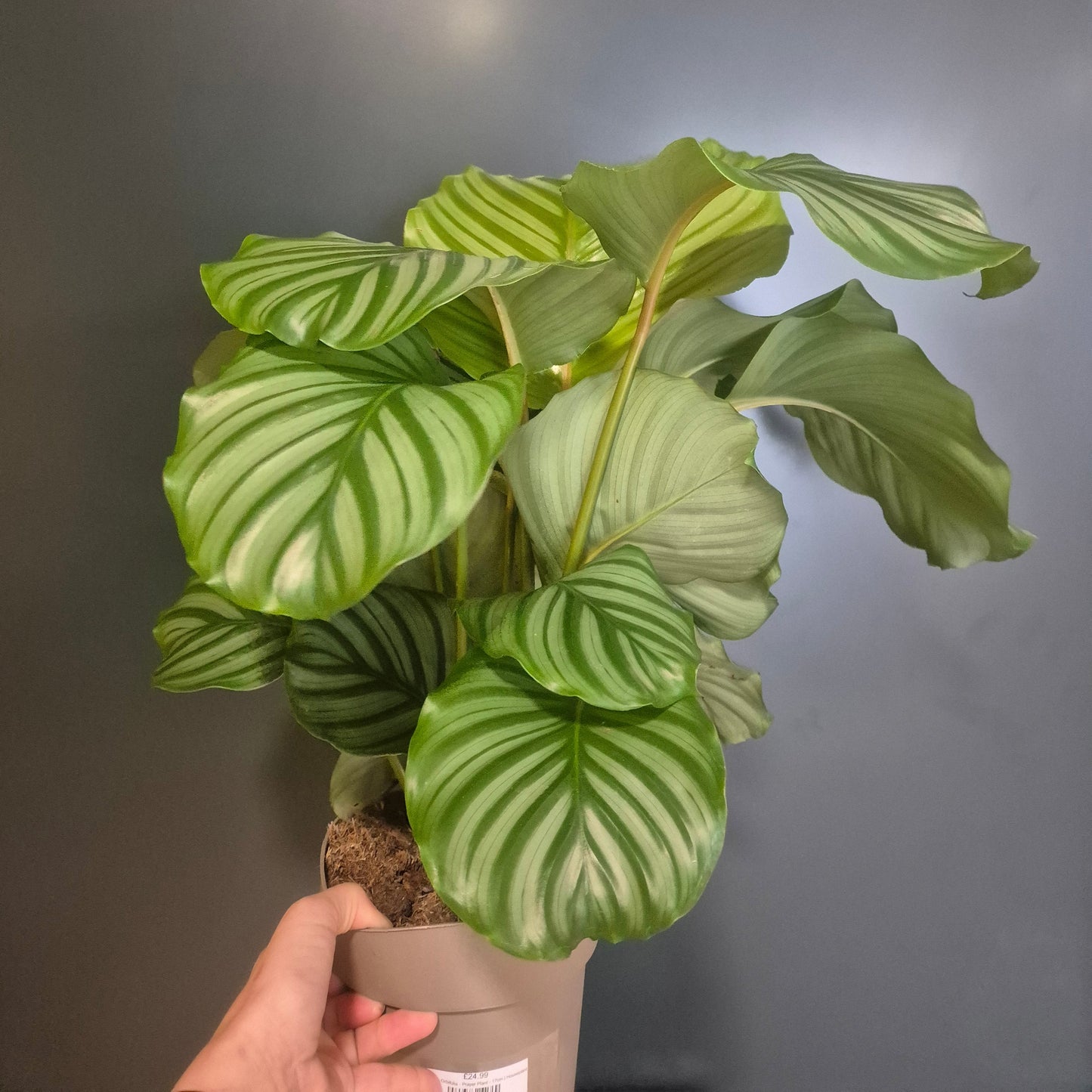 Calathea Orbifolia - Prayer Plant - 17cm | Houseplant