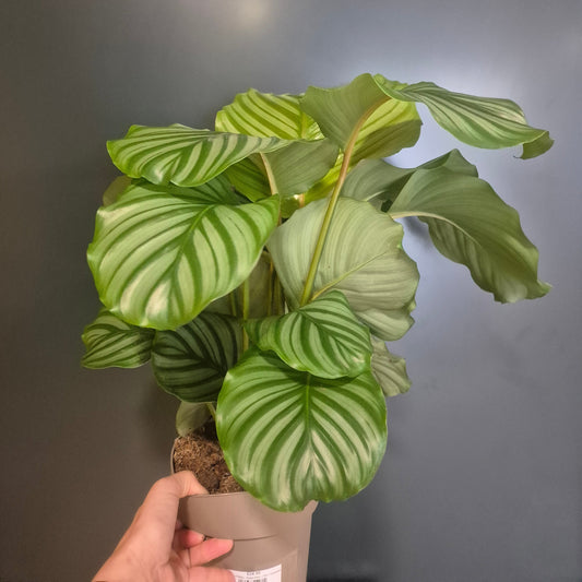 Calathea Orbifolia - Prayer Plant - 17cm | Houseplant