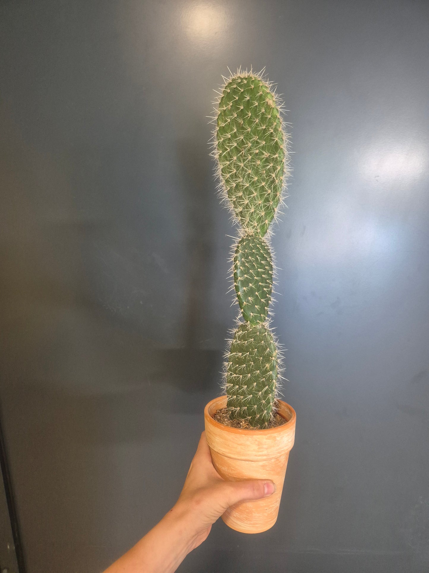 Bunny Ears Cactus - Opuntia - 10.5cm | Houseplant