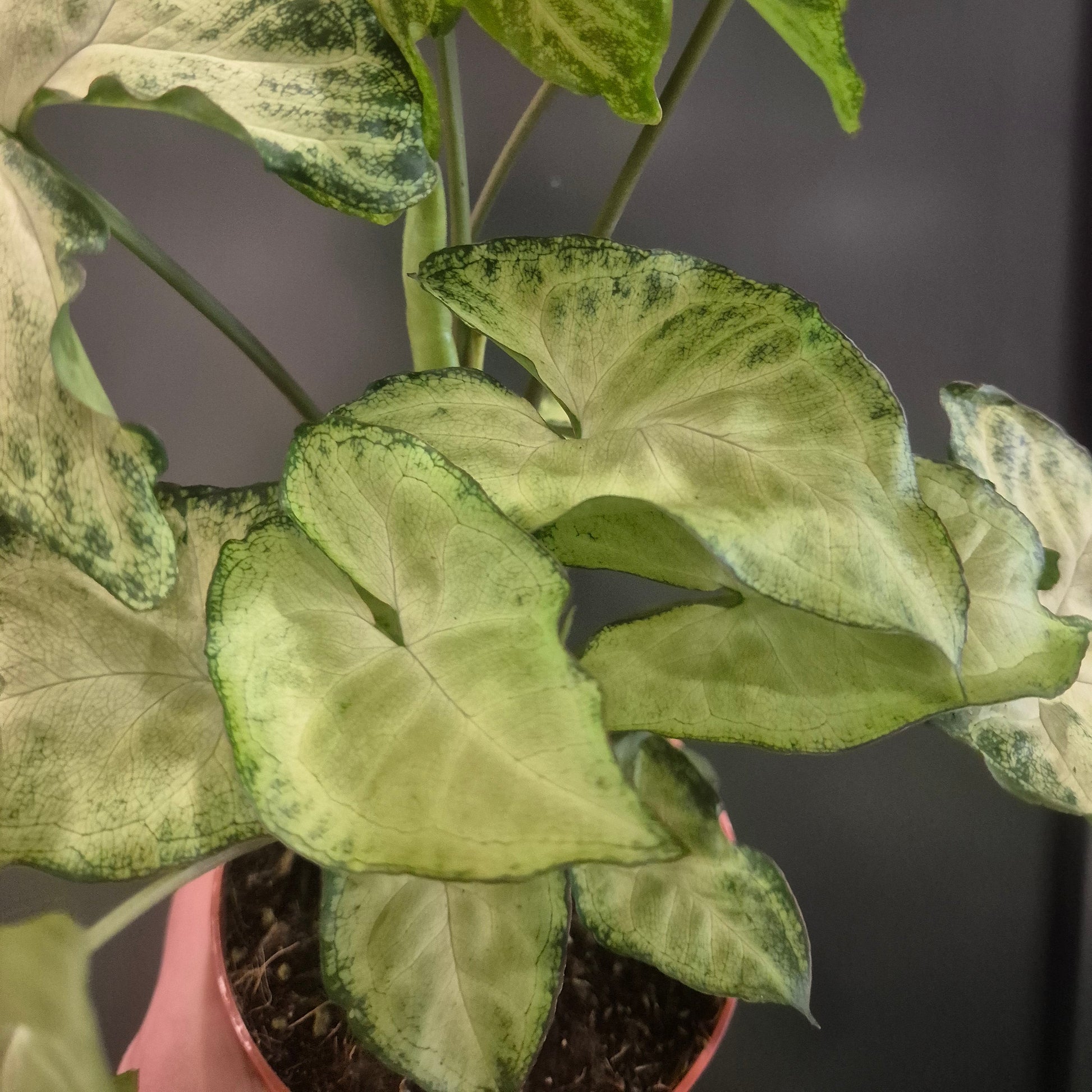 Close-up of a potted plant with green leaves on a dark background