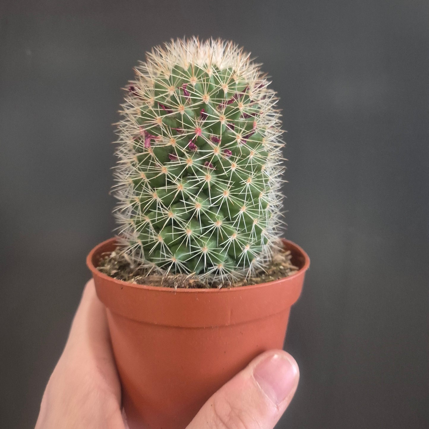 Mammillaria ernestii - Pincushion Cactus - 8.5cm | Houseplant