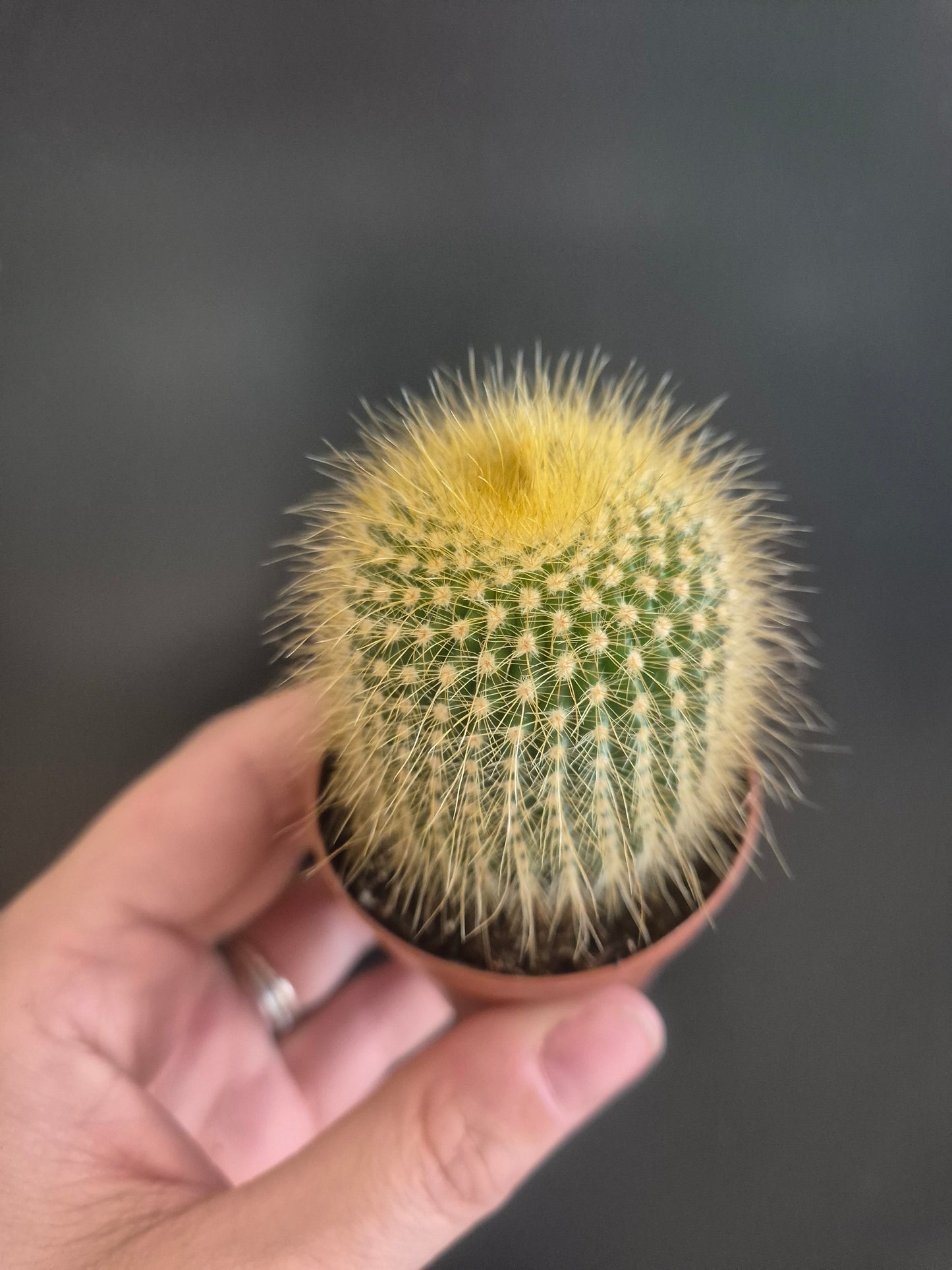 Golden Ball Cactus  - Parodia leninghausii - 5.5cm | Houseplant