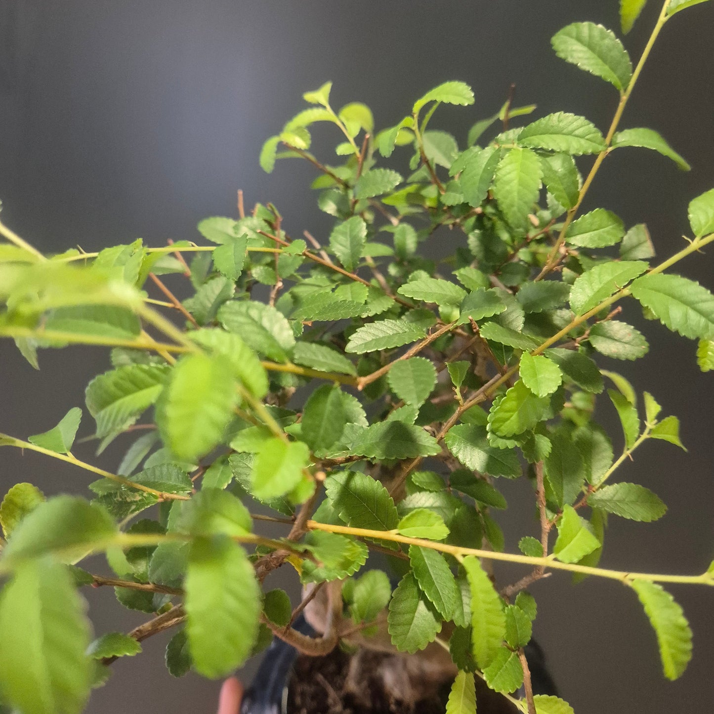 Bonsai Zelkova - Japanese Elm - 17cm | Houseplant