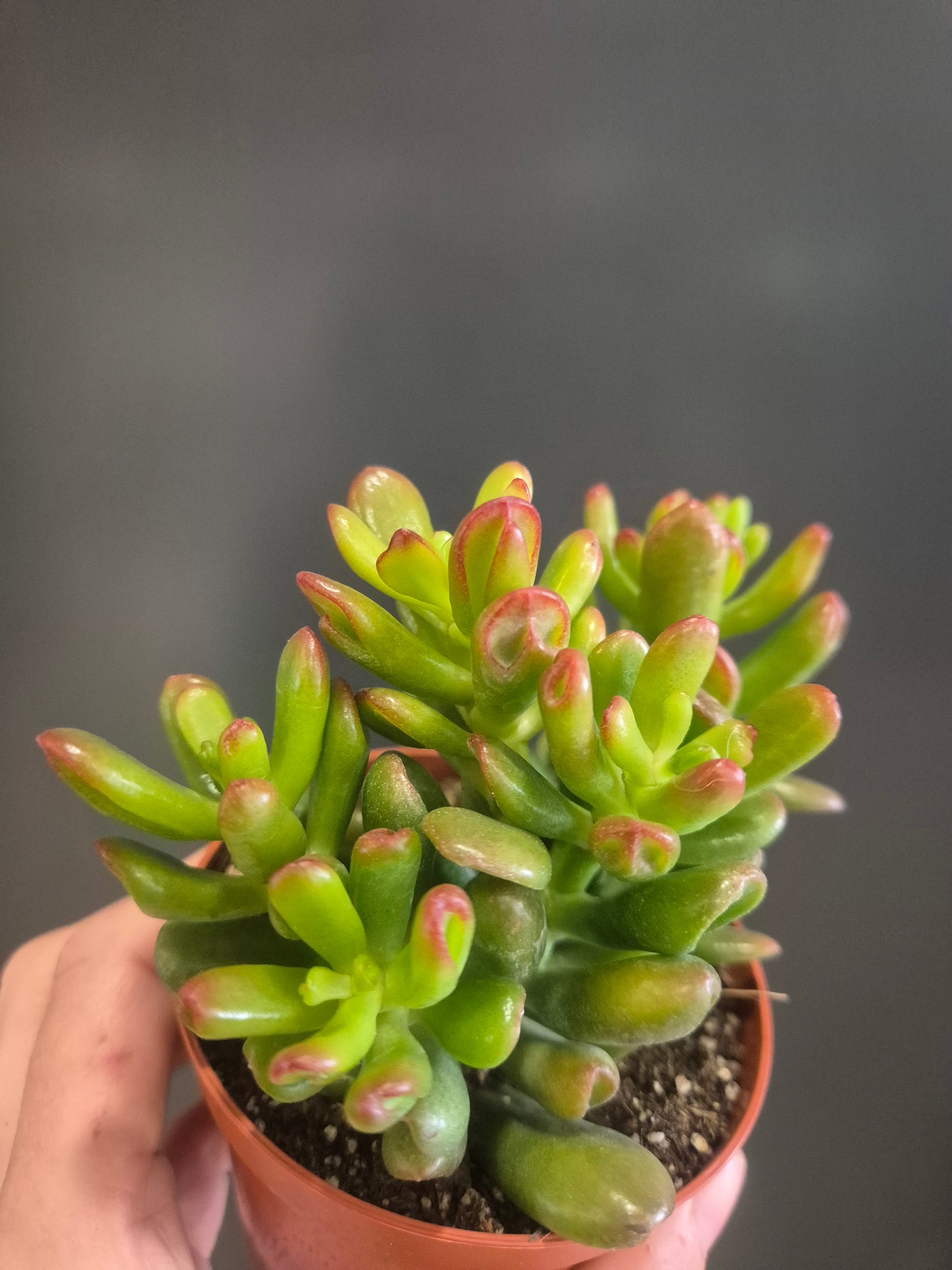 Crassula ovata - Gollum - 8.5cm | Houseplant