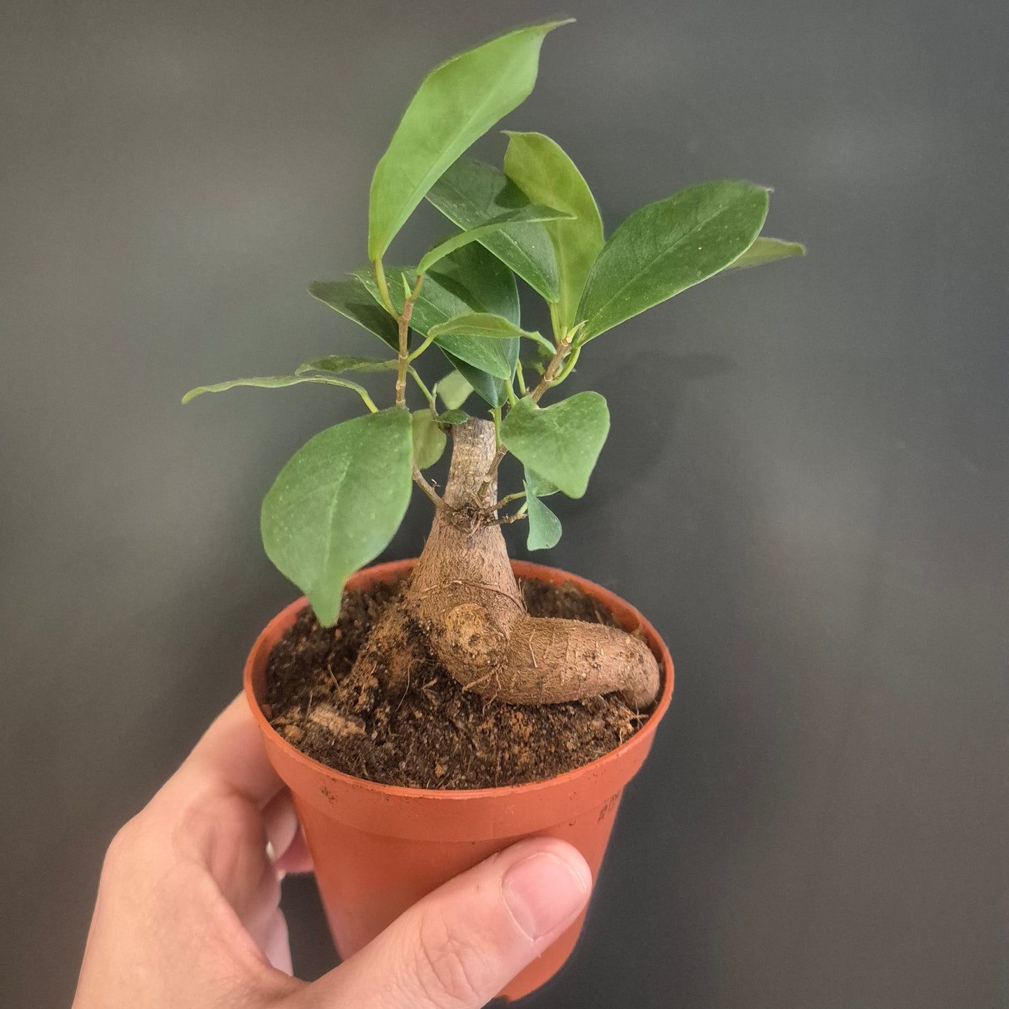 Ficus Ginseng - Bonsai - 8.5cm | Houseplant