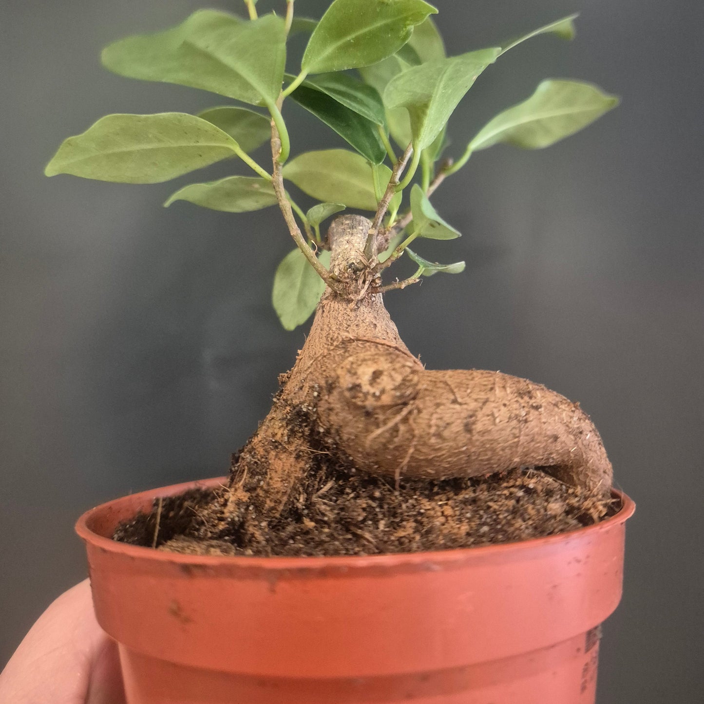 Plant with exposed roots with a dark background