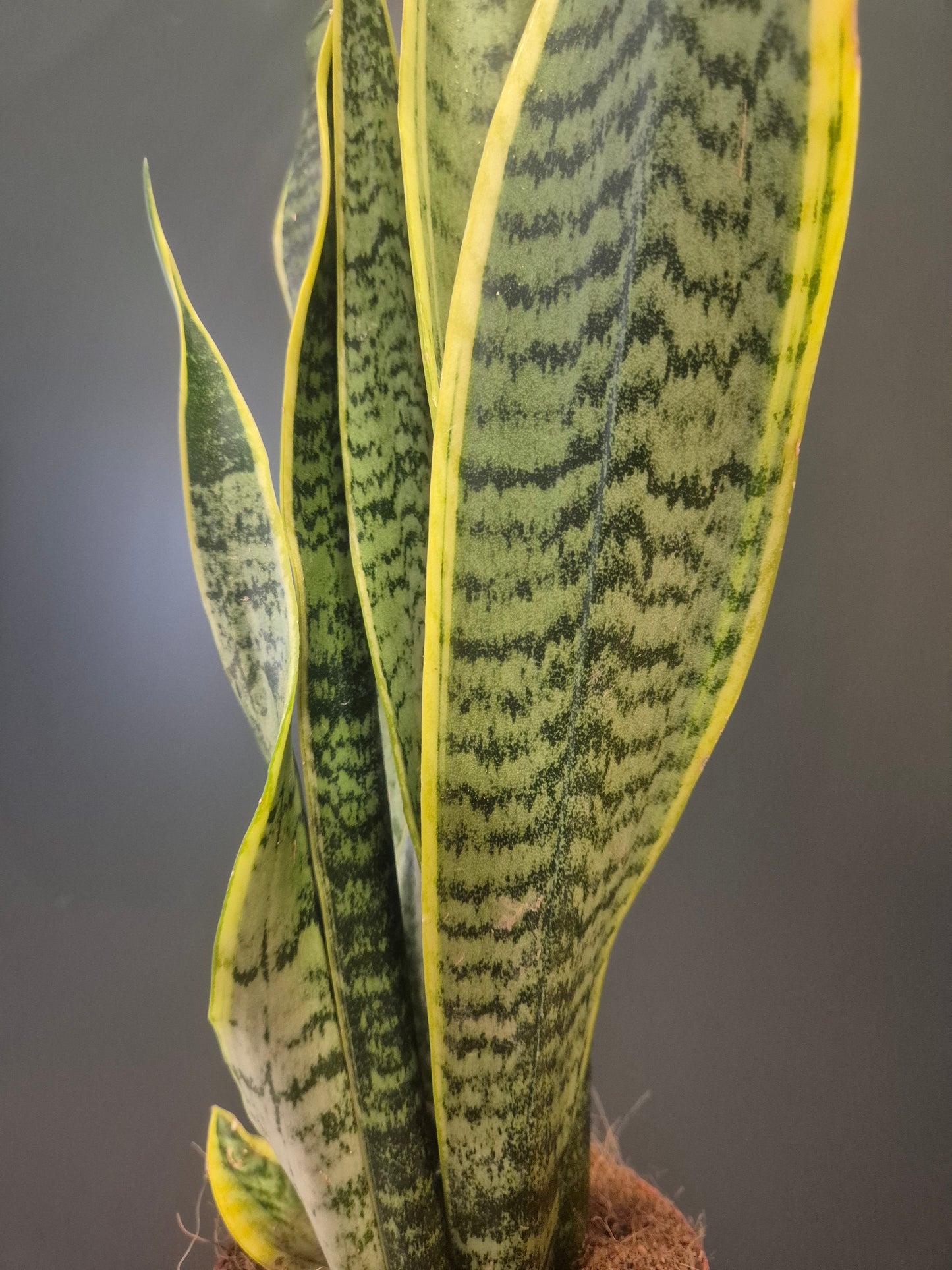 Sansevieria Laurentii - Snake Plant - 12cm | Houseplant