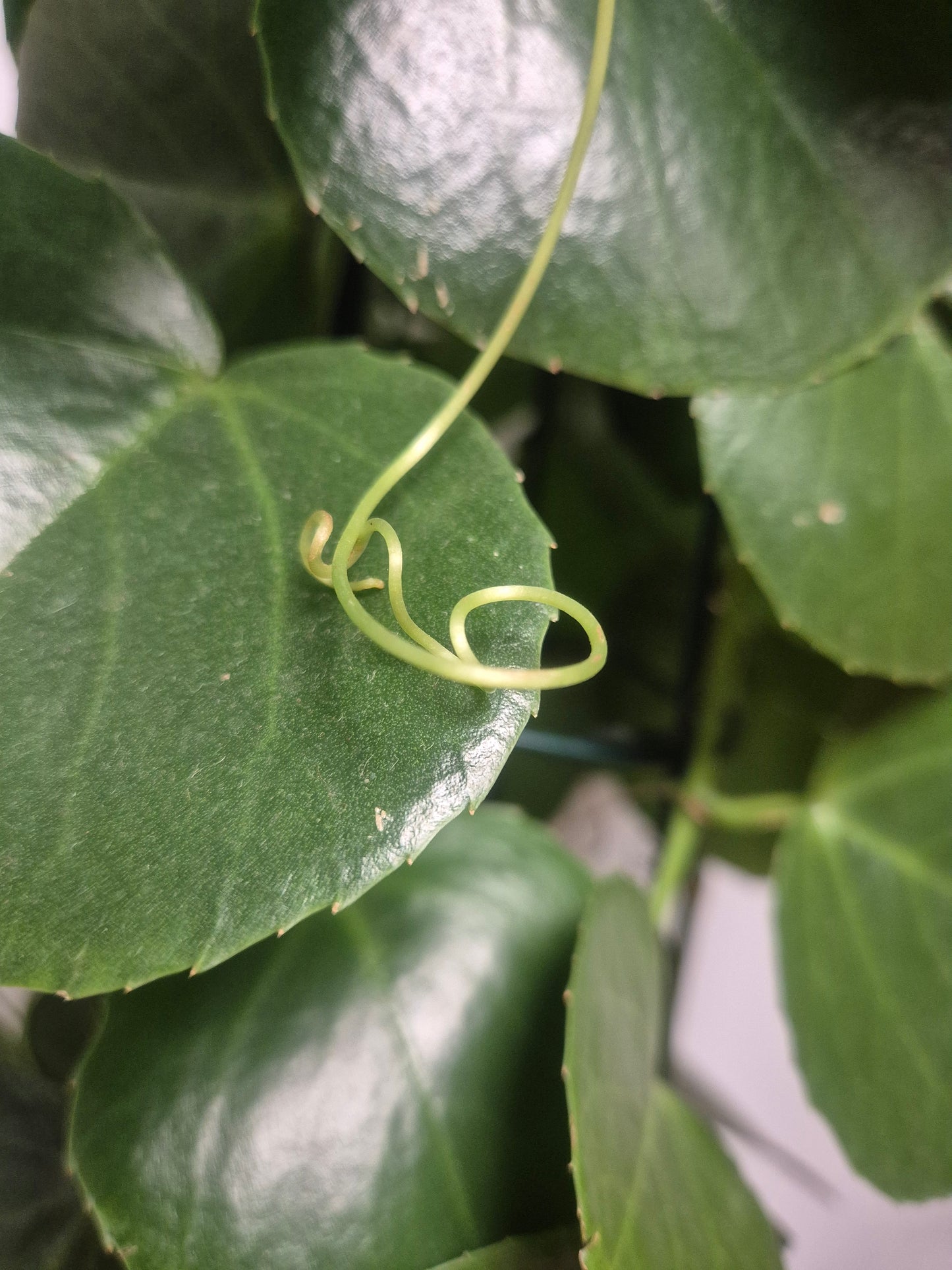 Cissus Rotundifolia - Arabian Wax Plant - 24cm | Houseplant
