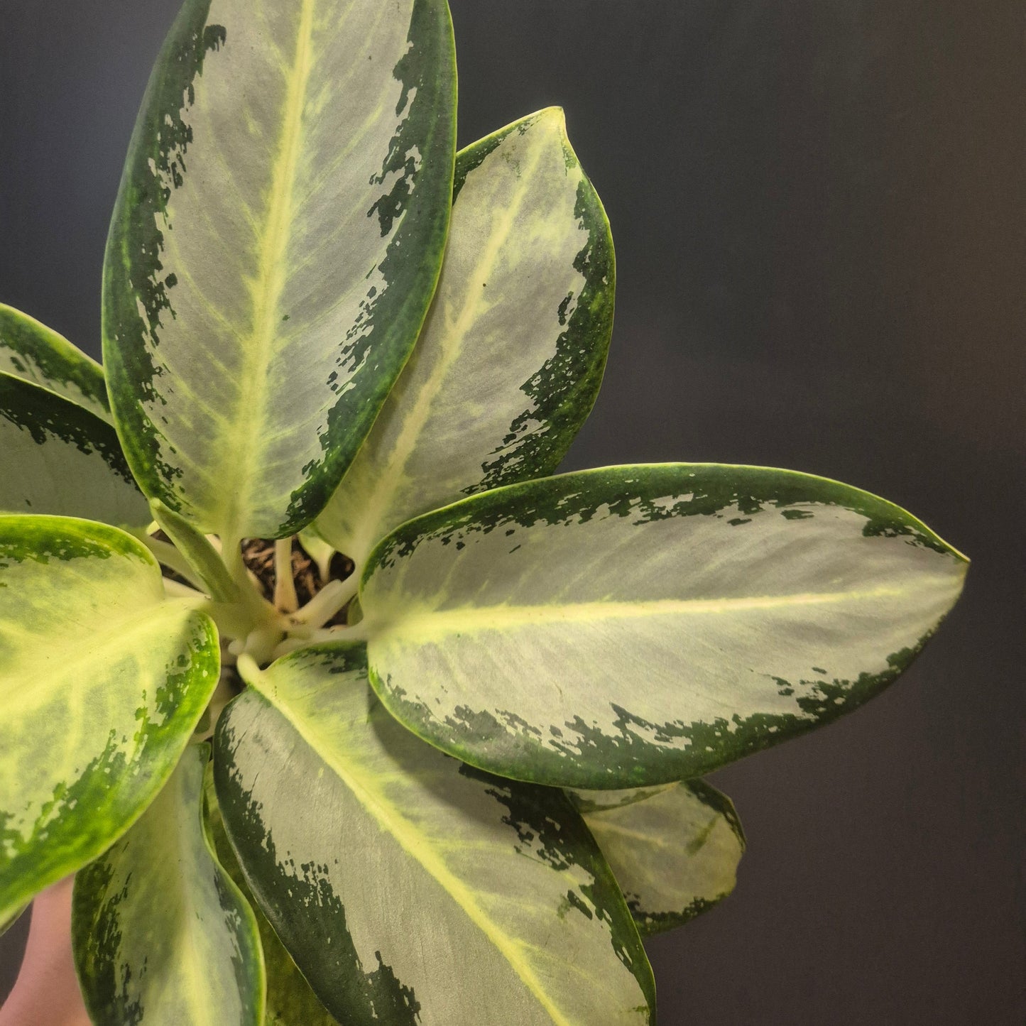 Close-up of a plant with green and white leaves against a dark background
