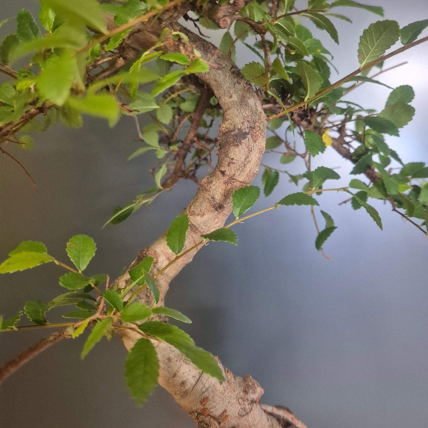 A close-up of a bonsai-style tree branch with green leaves and a textured light brown trunk, shown with part of a pot and a hand visible on the right side.