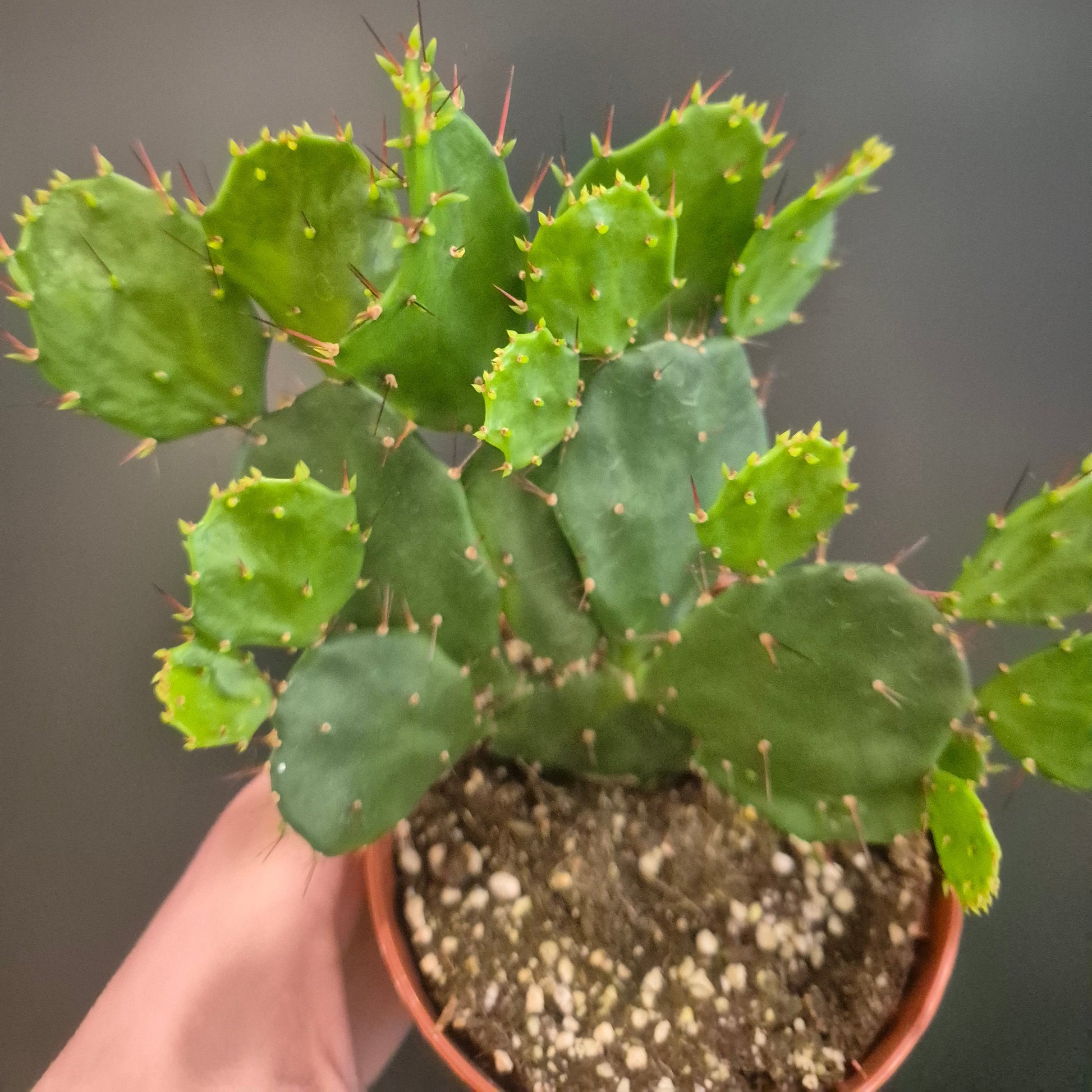 Cactus plant held by a hand with a blurred background
