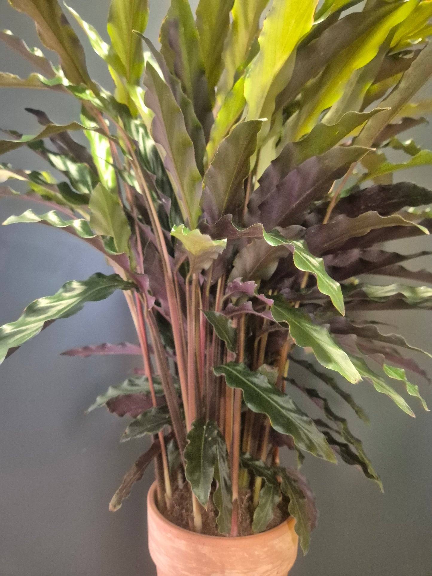 Calathea Rufibarba - Prayer Plant - 14cm | Houseplant