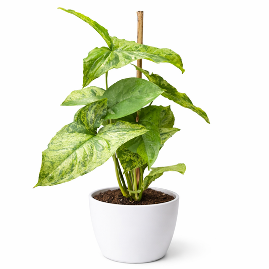 Potted plant with green leaves in a white pot on a white background