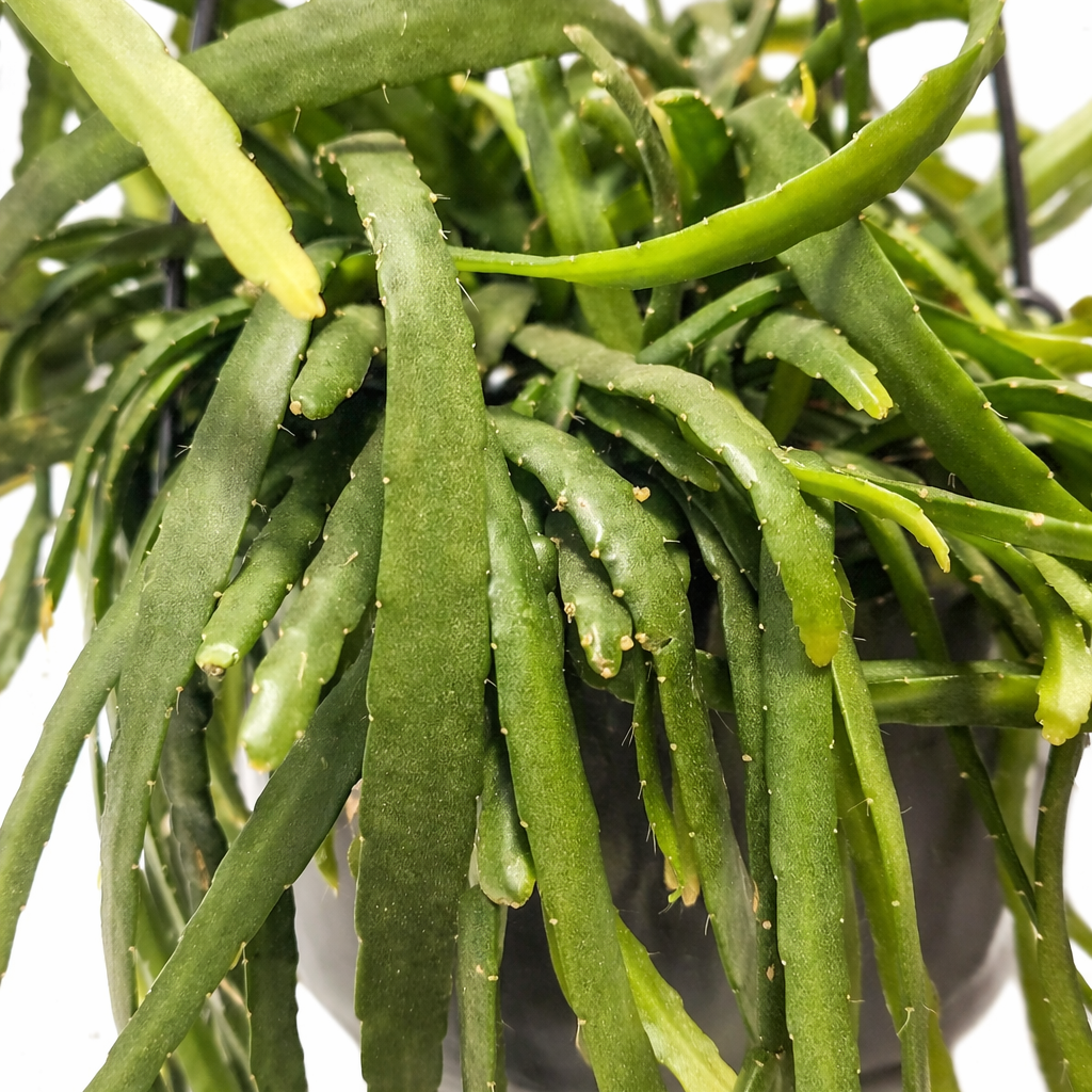 Close-up of a green succulent plant with a white background