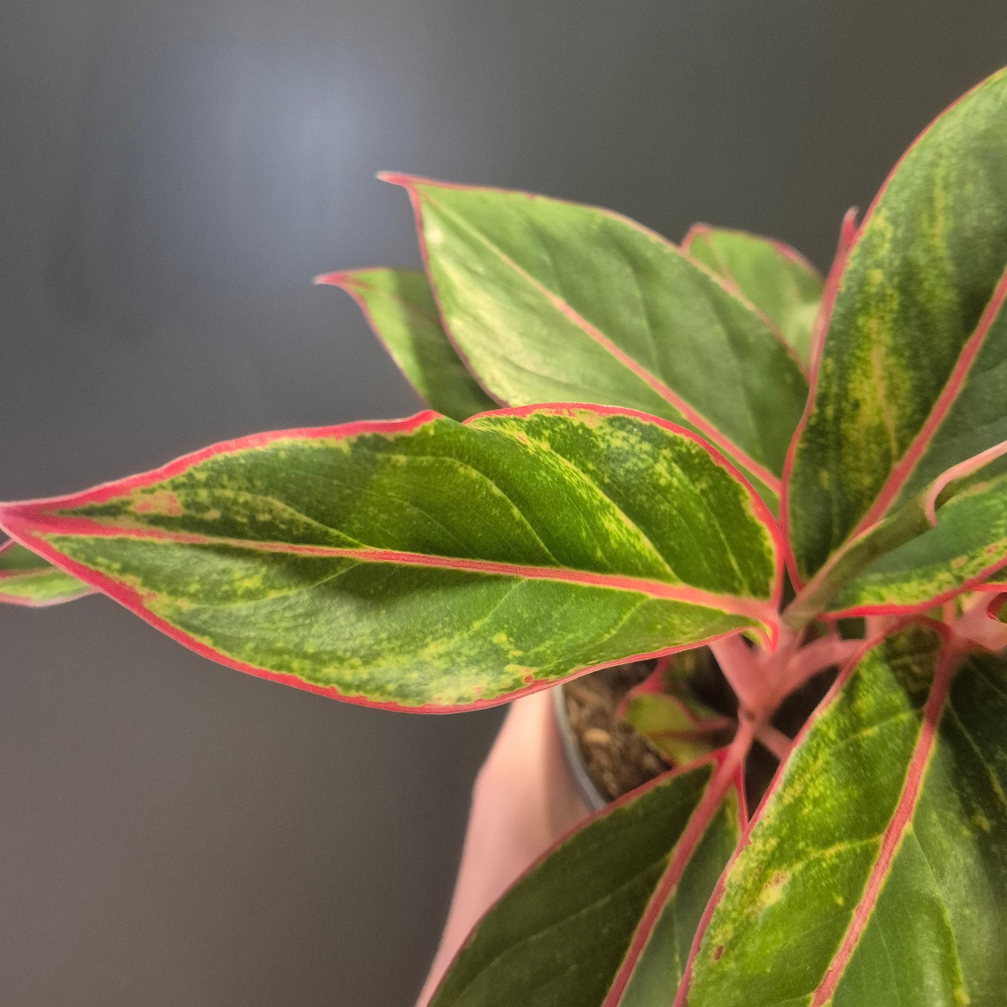 Aglaonema Jungle Red - Chinese Evergreen - 12cm | Houseplant