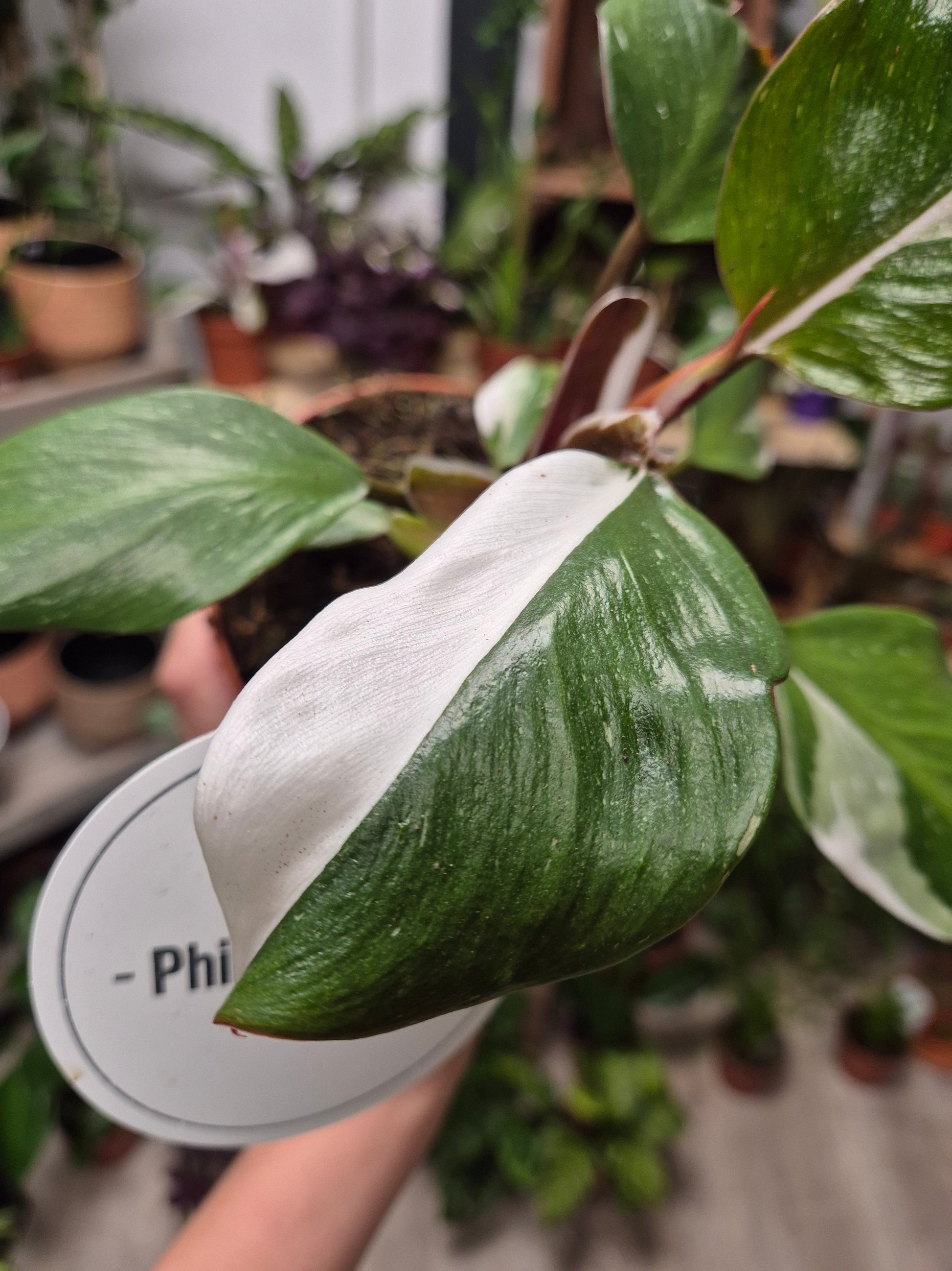 Philodendron White Knight | Houseplant Plant Paradise By Gemma