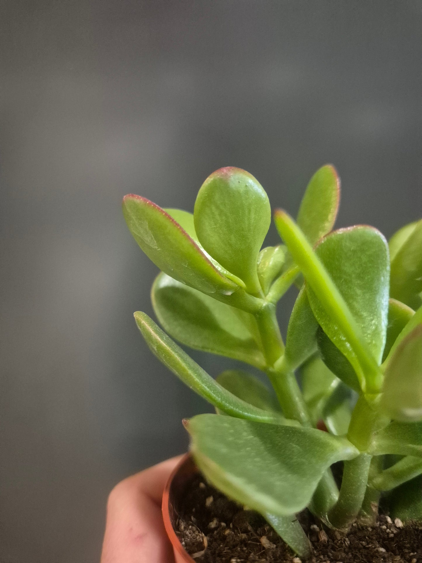 Crassula ovata - Jade Plant - 8.5cm | Houseplant