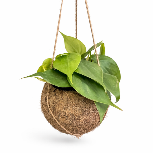 Hanging plant in a coconut shell pot on a white background