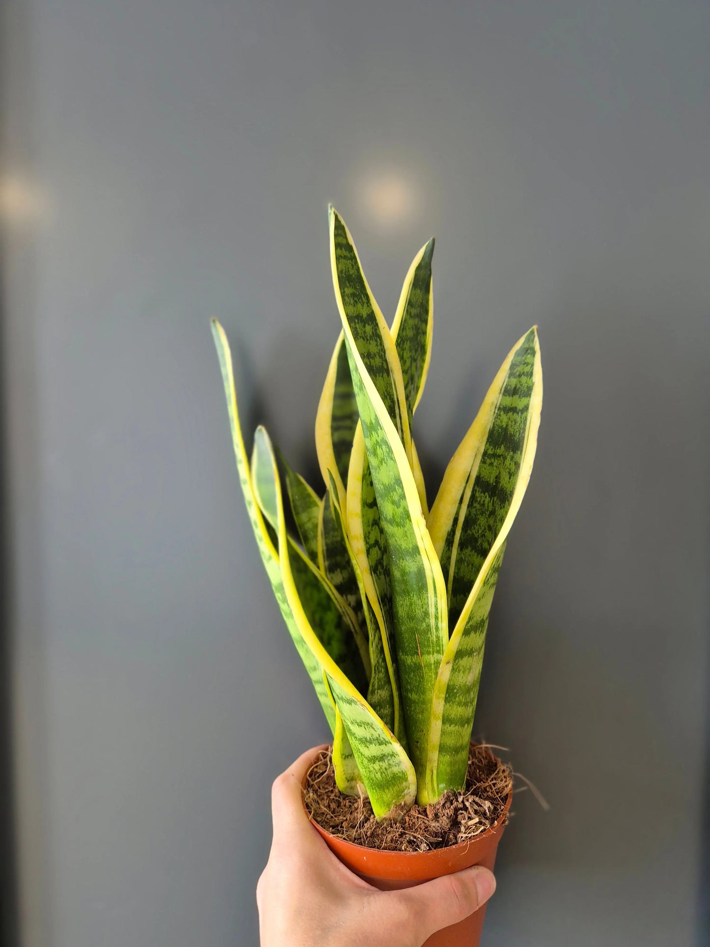 Sansevieria | Snake Plant | Houseplant Plant Paradise By Gemma
