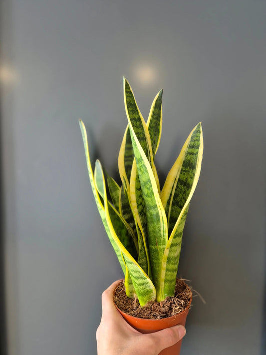 Sansevieria | Snake Plant | Houseplant Plant Paradise By Gemma