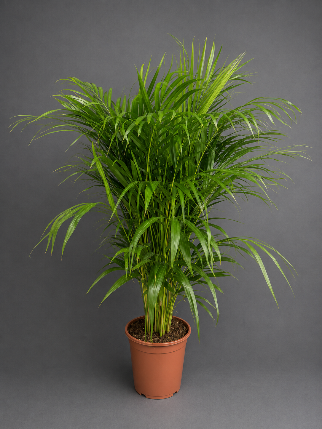 Dypsis Lutescens - Areca Palm - 24cm | Houseplant