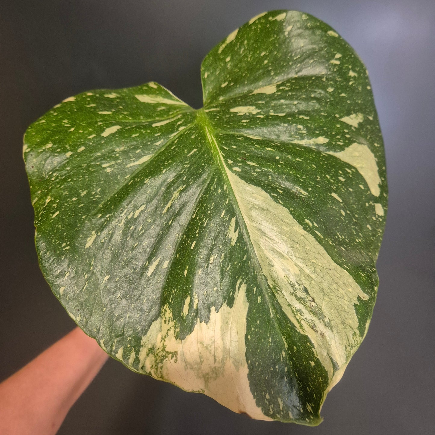 Monstera Thai Constellation - 11cm | Houseplant