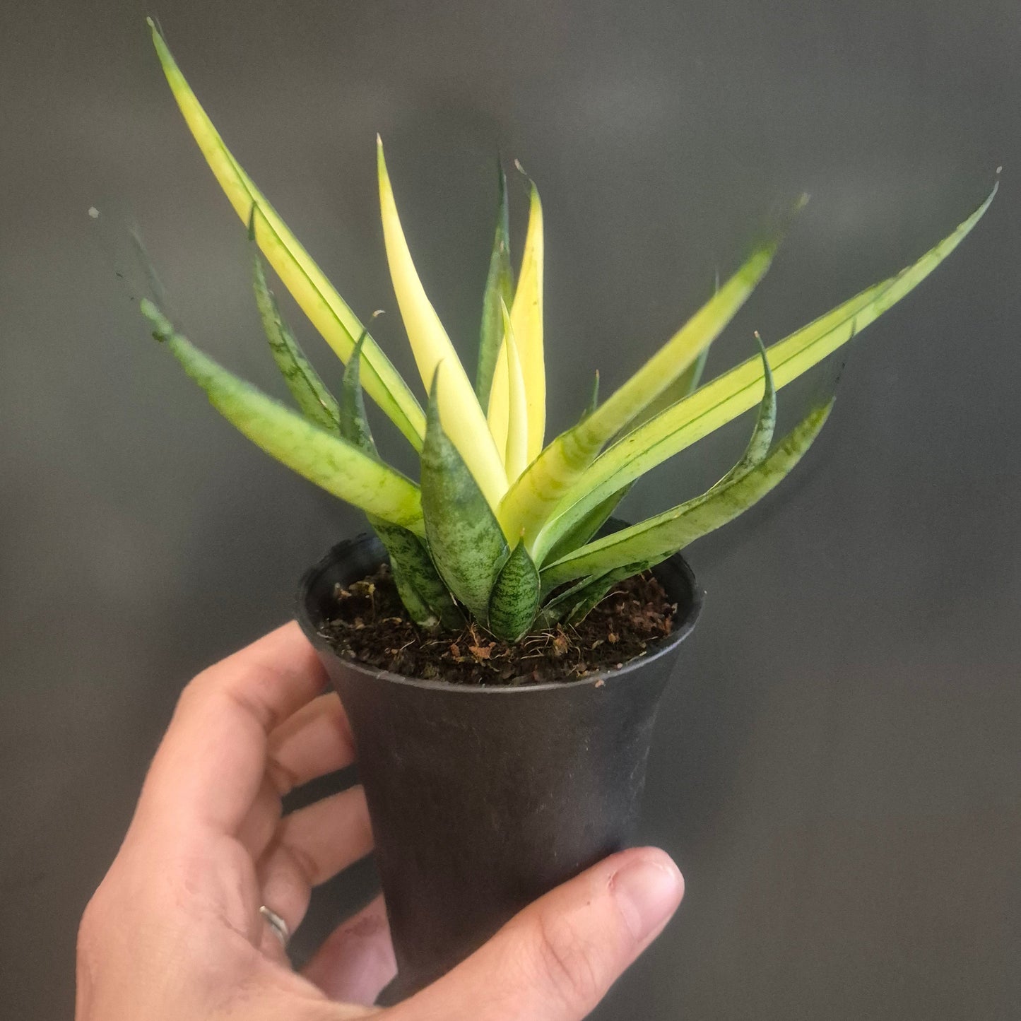 Sansevieria Mix - Snake Plants - 7.5cm | Houseplant