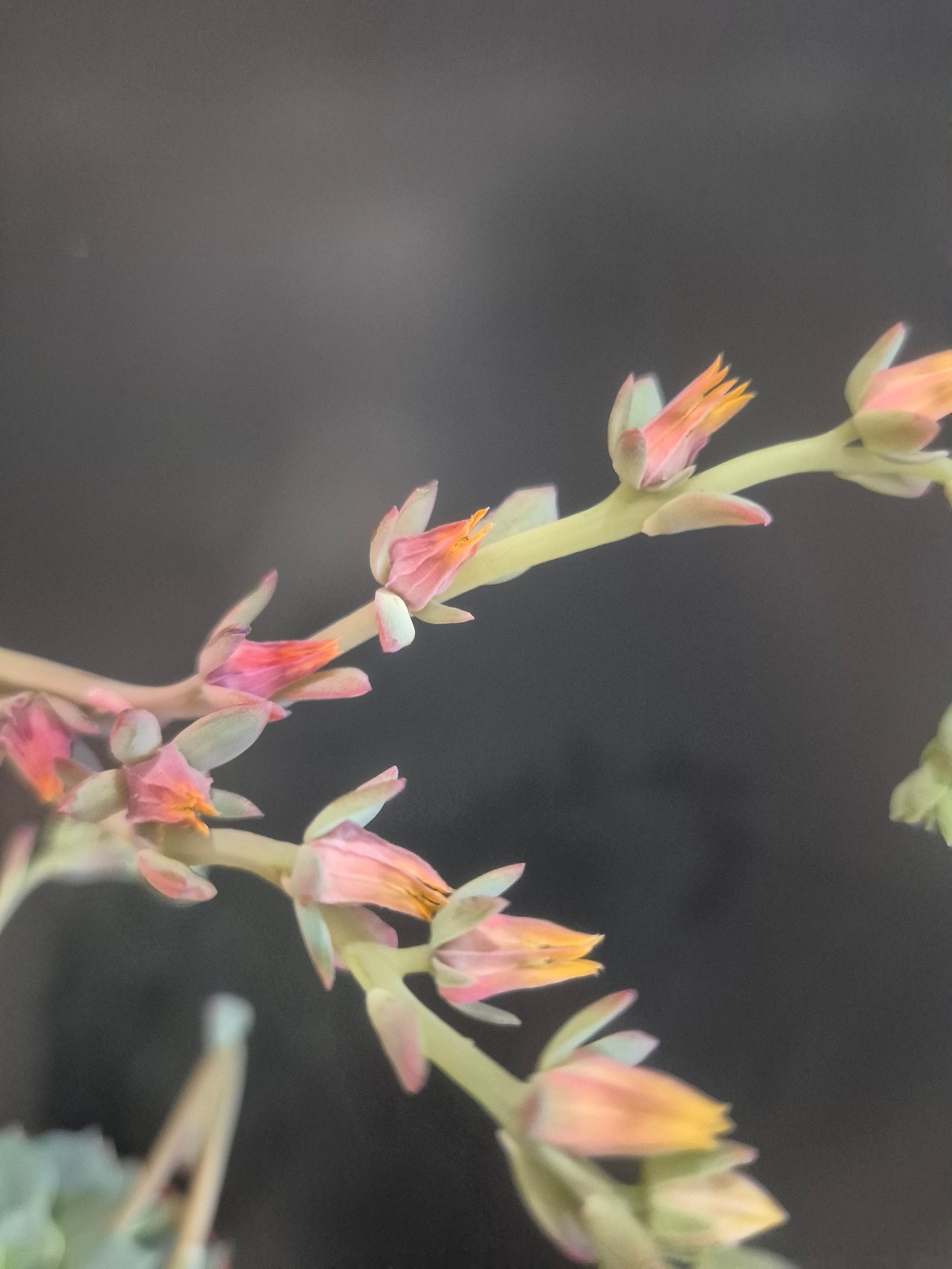 Echeveria Secunda - 8.5cm | Houseplant