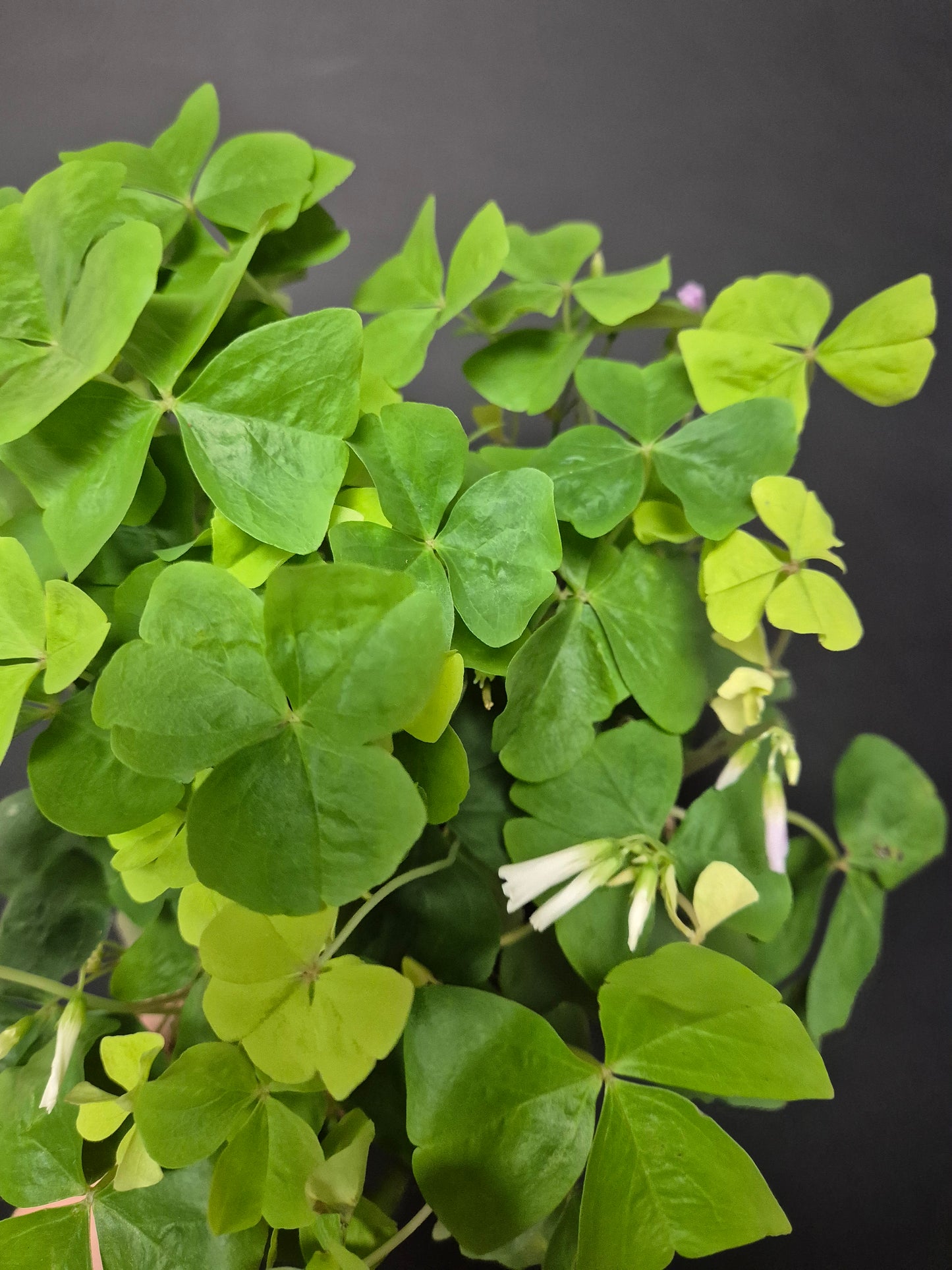 Oxalis Triangularis Green - Butterfly Plant | Houseplant