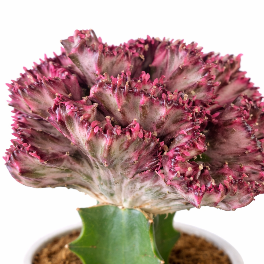 Euphorbia Cristata - Coral Cactus - 12cm | Houseplant
