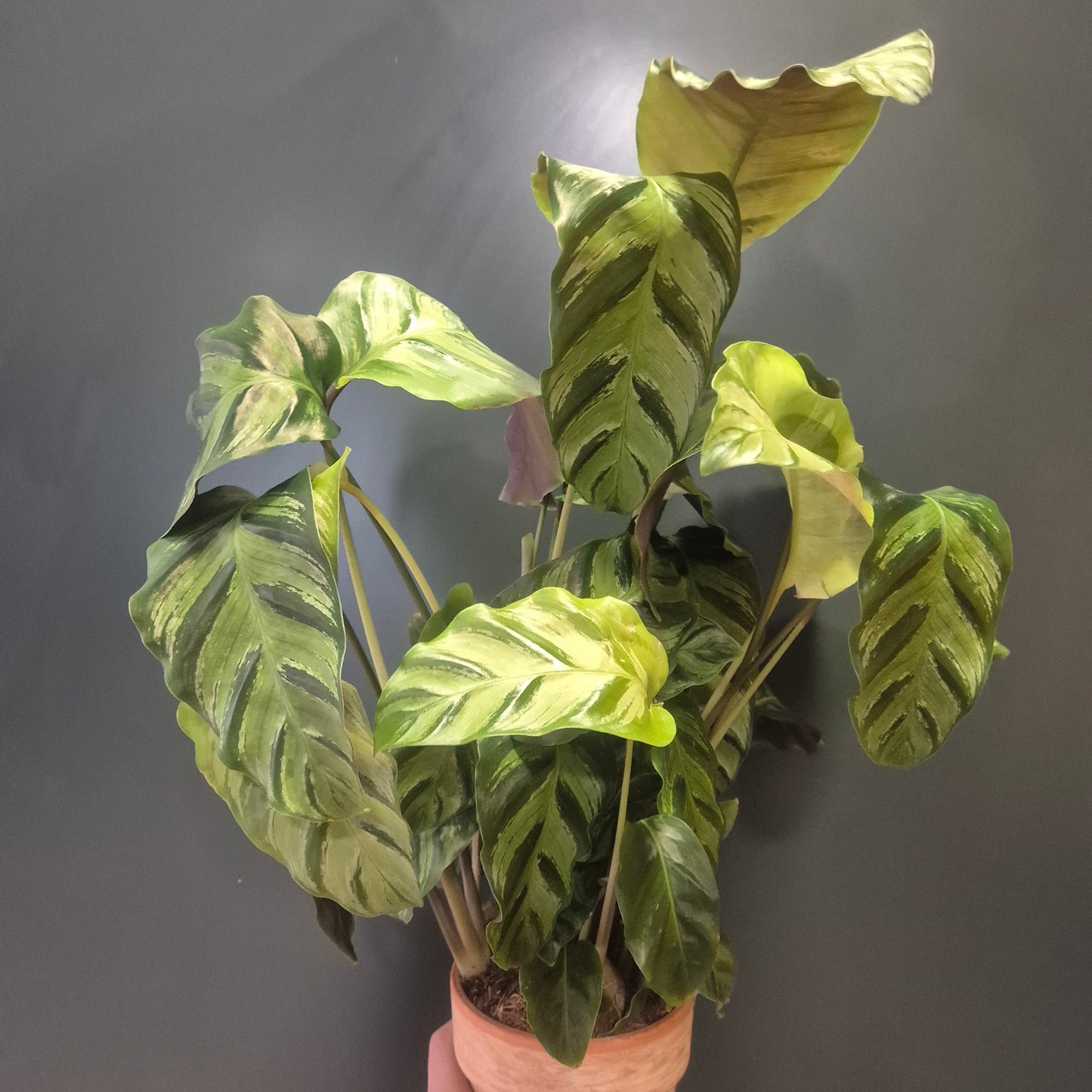Calathea Louisae - Prayer Plant - 19cm | Houseplant