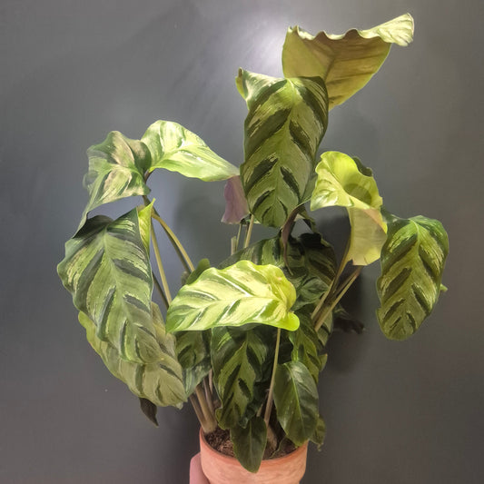 Calathea Louisae - Prayer Plant - 19cm | Houseplant