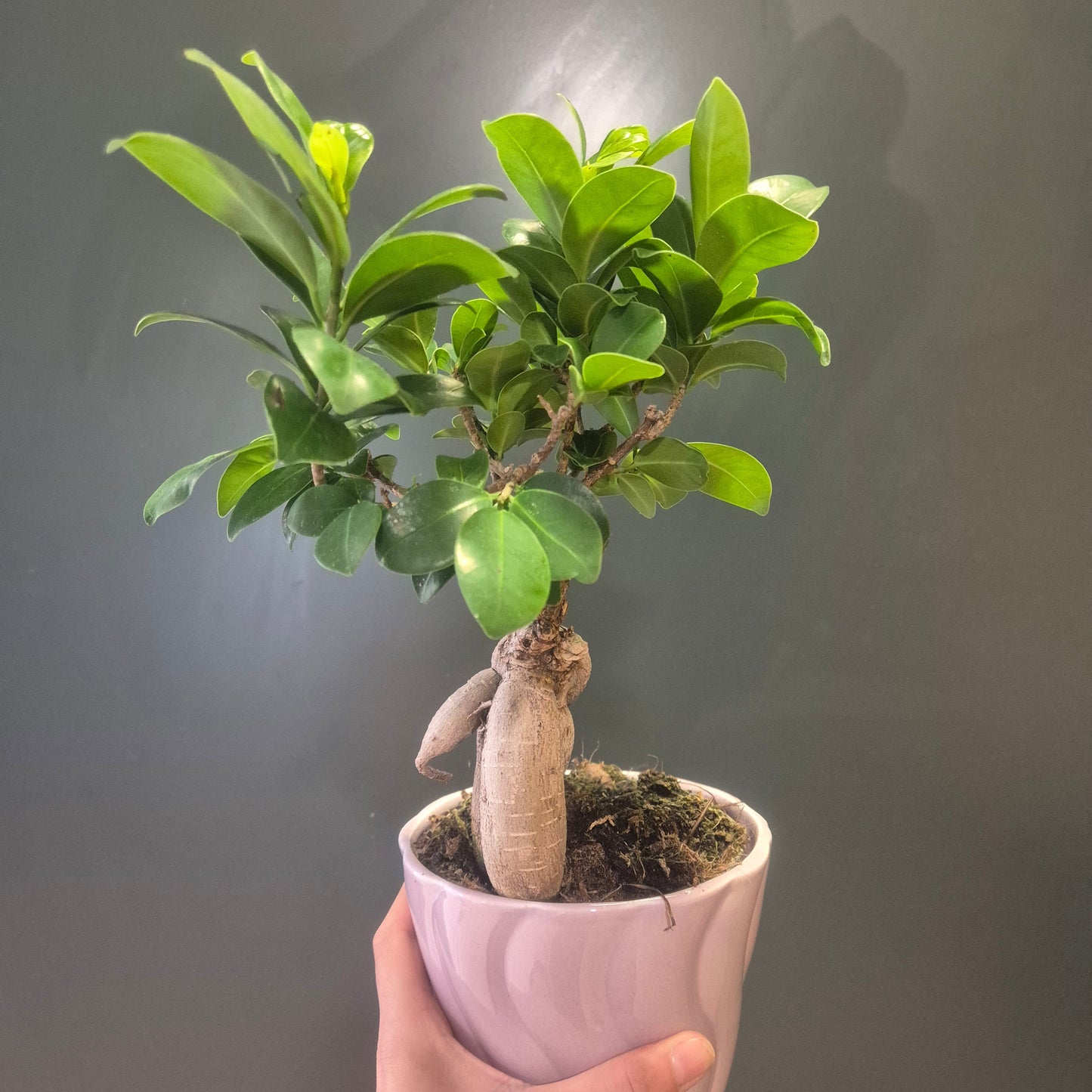 Ficus Ginseng - Bonsai - 14cm | Houseplant