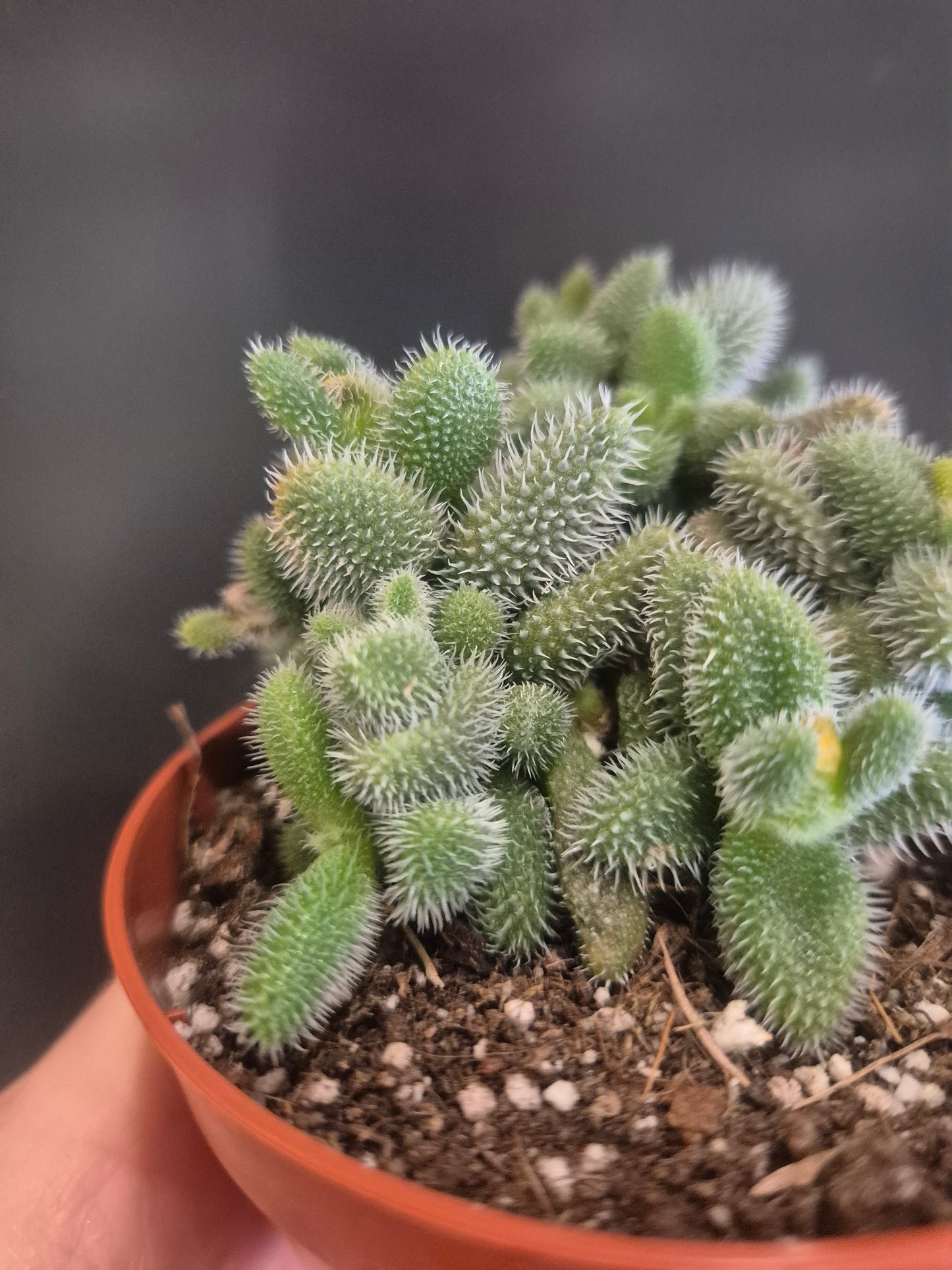 Pickle Plant - Delosperma echinatum - 8.5cm | Houseplant
